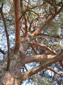 Scots-Pine-Orange-Bark