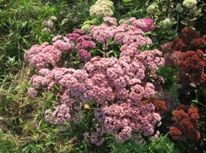 Sedum