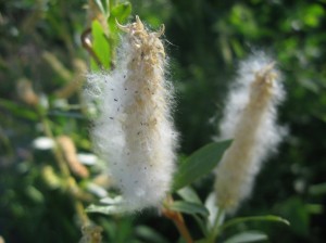 Shiny-Willow-Seeds