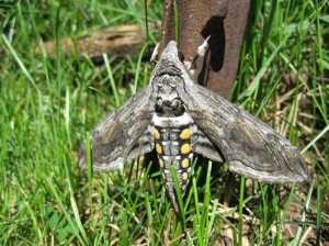 Sphinx-Moth-Large