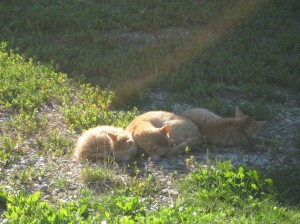 Summer-Cat-Nap