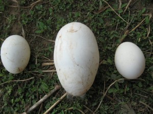 Super-Big-Goose-Egg