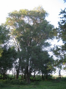 Tall-Siberian-Elm