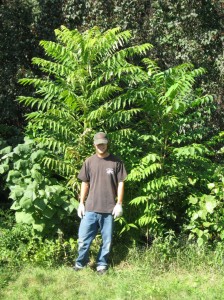 Toona-Catalpa--Rhus