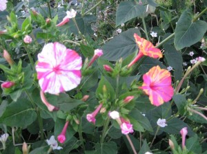 Variegated-Four-O-Clock-Flowers