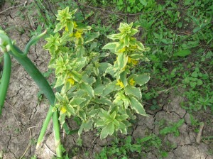 Variegated-Yellow-Loosestrife