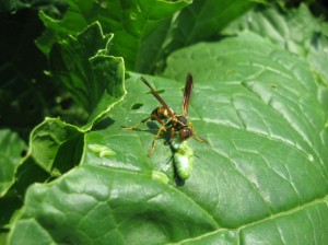 Wasp-Kill-Caterpillar