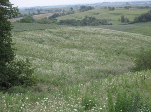 Wild-Carrot-Pasture