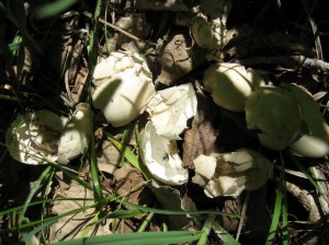 Wood-Duck-Egg-Shells