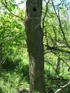 Wood-Duck-Nest-Hole