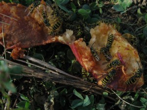 Yellow-Jackets-Fruit