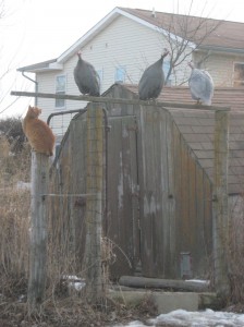 Cat-Guinea-Fowl