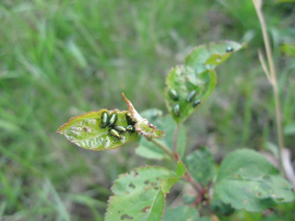 Apple Flea Beetle Kleckner Oasis