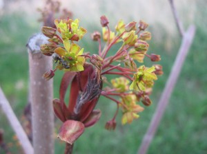 Crimson-King-Maple-Flowers