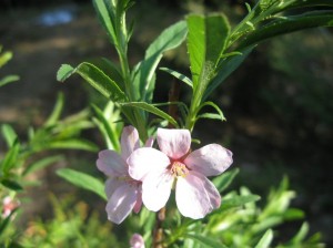 Russian-Flowering-Almond