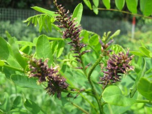 Amorpha-Fruticosa