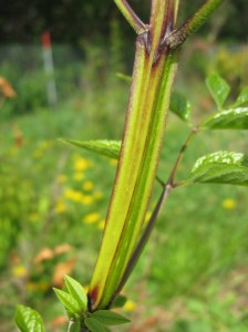 Blue-Ash-Square-Stems