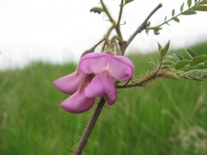 Bristly-Locust-Flowers