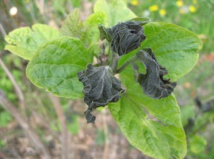 Catalpa-Frost-Damage