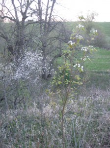 Chojuro-Asian-Pear-Flowering