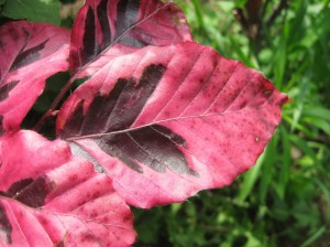 Fagus-Roseo-Marginata