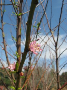 Few-Peach-Flowers