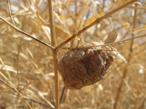 Mantis-Egg-Case