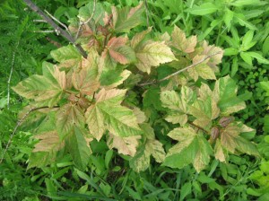 Maple-Variegation