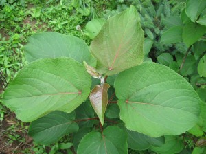 Populus-Lasiocarpa