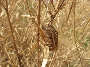 Praying-Mantis-Eggs