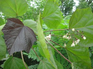 Purple-Catalpa-Flowering