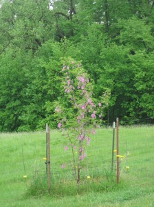 Purple-Robe-Locust-Many-Flowers