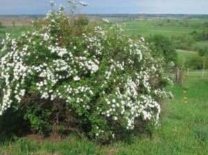 Spiraea-Blooming