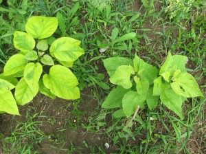 Variegated-Speckled-Catalpas