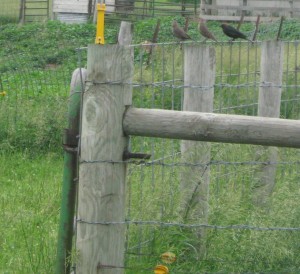 Brown-Headed-Cowbird