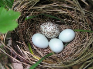 Cowbird-Egg-Bad-Parents