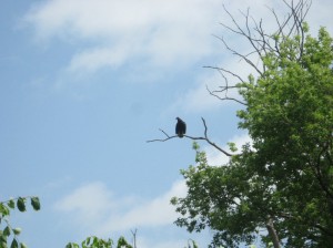 Turkey-Vulture-Perch