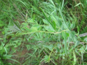 Celtis-Biondii