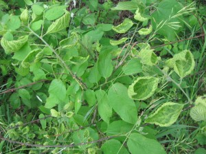 Herbicide-Damage-Trees