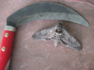 Manduca-Sphinx-Moth