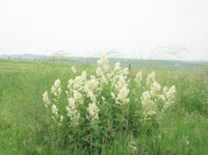 Persicaria-Polymorpha