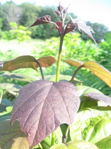 Catalpa- Erubescens-Purpurea