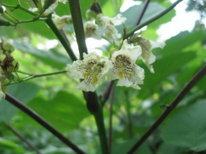 Catalpa-Ovata-Flowers