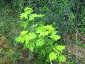 Golden-Silver-Maple-Tree