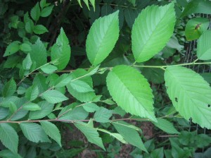 Grafted-Red-Elm-Siberian-Elm