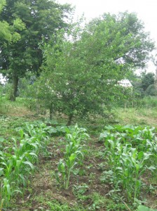 Iowa-Sweet-Sorghum