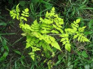 Rubus-Cockburnianus-Golden-Vale