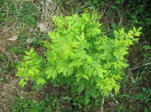 Wintergold-Pagoda-Tree