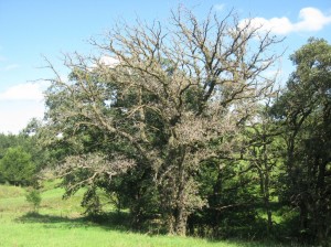 Bur-Oak-Blight