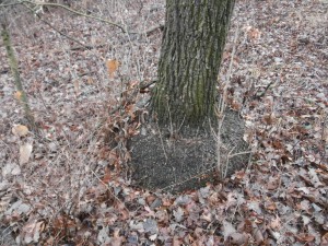 bur oak burl